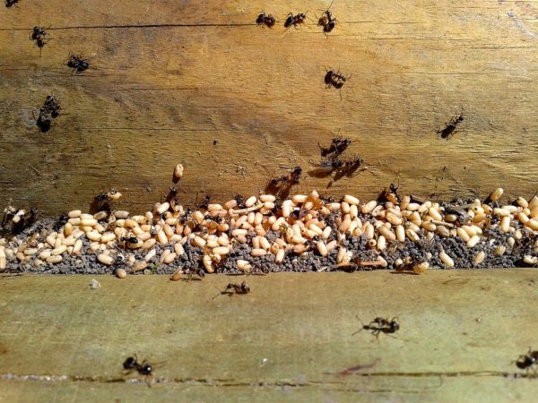 čo na mravce v byte