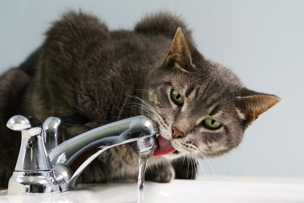 mačka pitie vody
