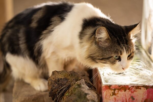 mačka voda