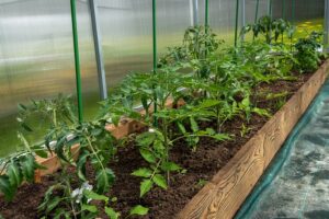 pestovanie skleník