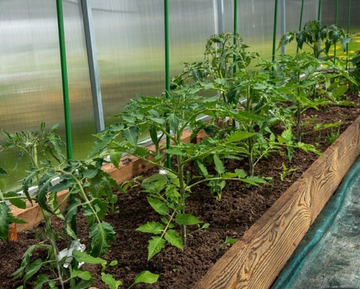 pestovanie skleník