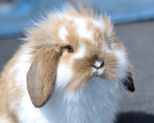 zakrslý králik krmivo