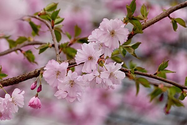 japonské kvety čerešne sakura